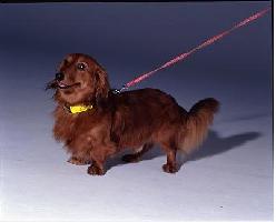 LED�_�Ńx���g